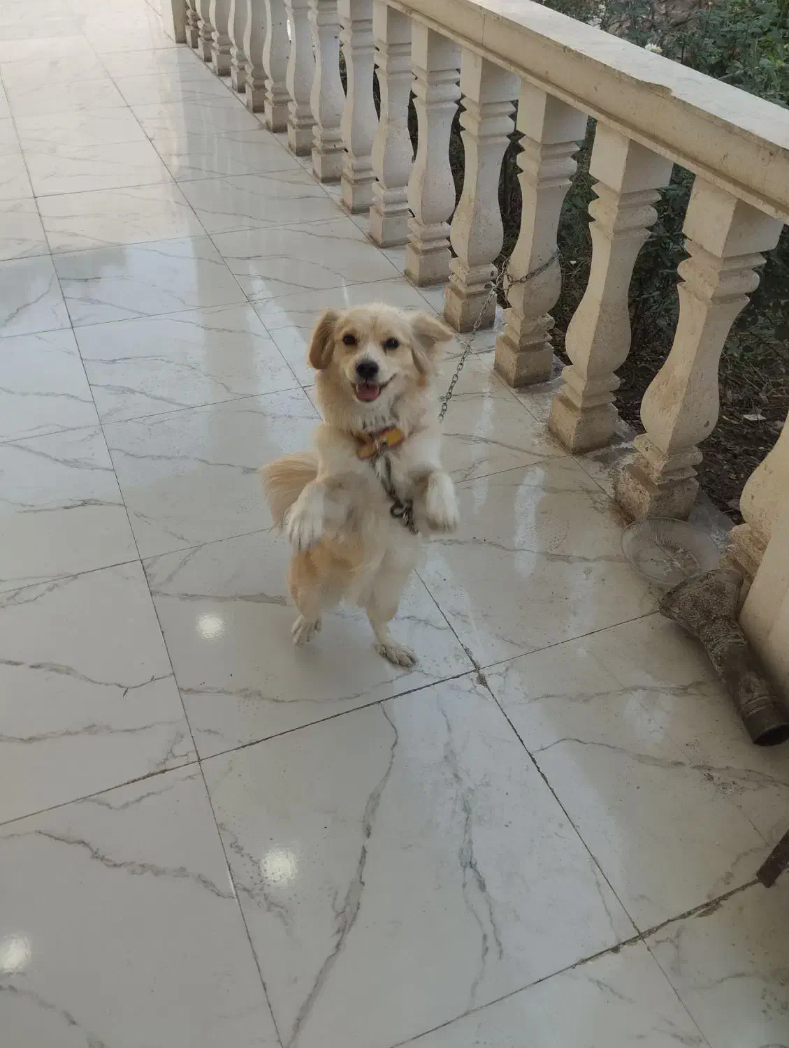 سگ اهلی شناسنامه دار واکسن زده|سگ|دزفول, |دیوار