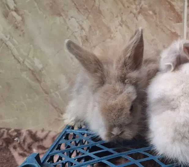 بچه خرگوش لوپ نسکافه‌ای|موش و خرگوش|کرمان, |دیوار