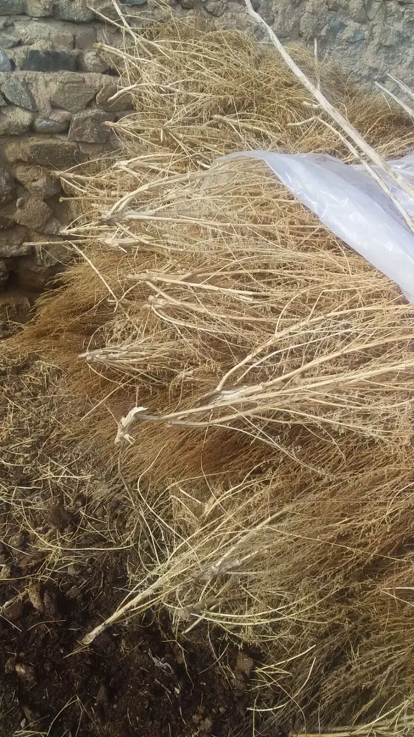 جارو|لوازم جانبی حیوانات|جلفا, |دیوار