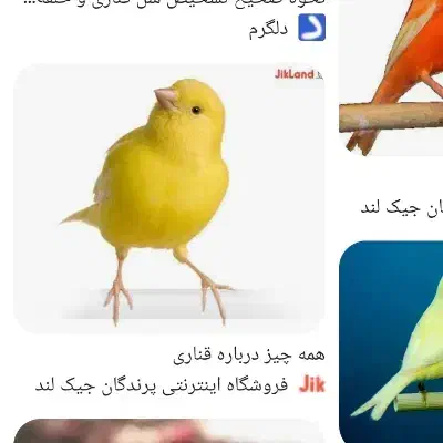 قناری ماده کشیده معاوضه با نر مست|پرنده|شیراز, رحمت‌آباد|دیوار