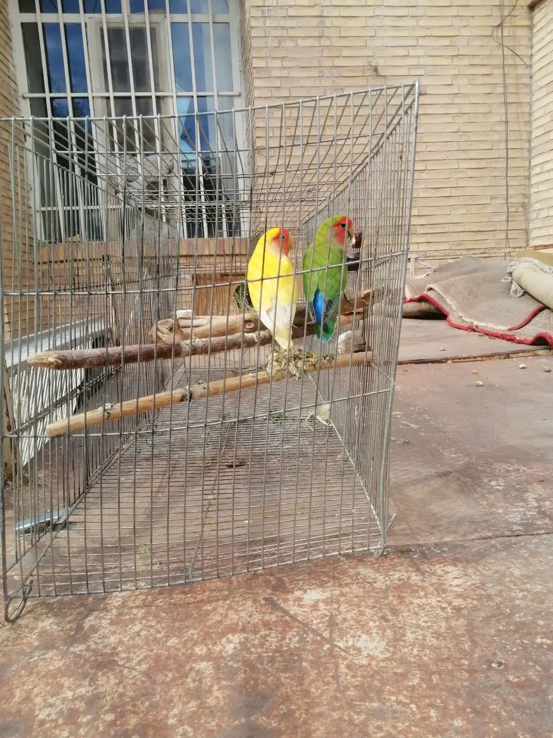 طوطی کوتوله برزیلی روی جوجه|پرنده|سیرجان, |دیوار