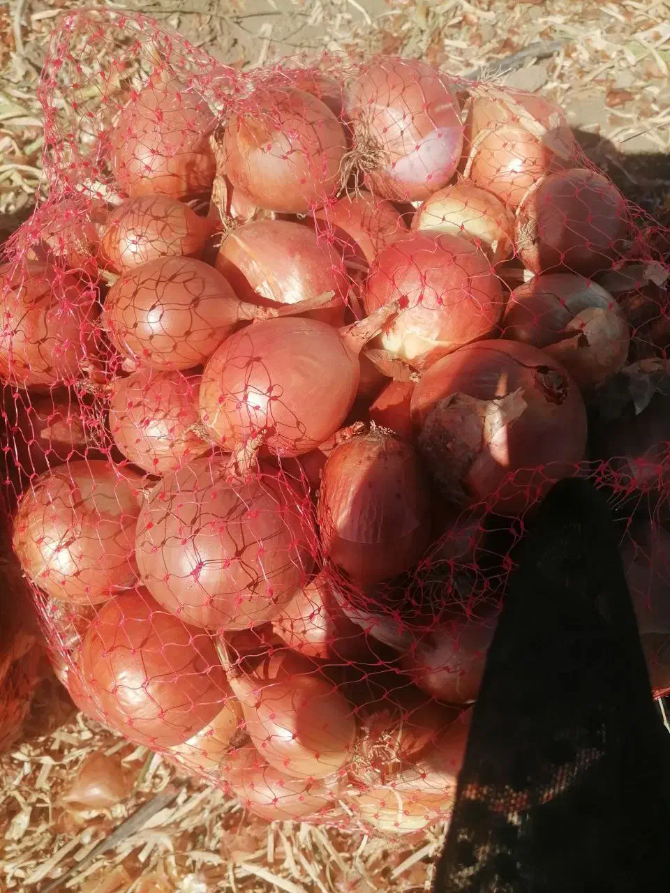 پیاز خوراکی اصل نیشابور|خوردنی و آشامیدنی|تهران, هلال احمر|دیوار