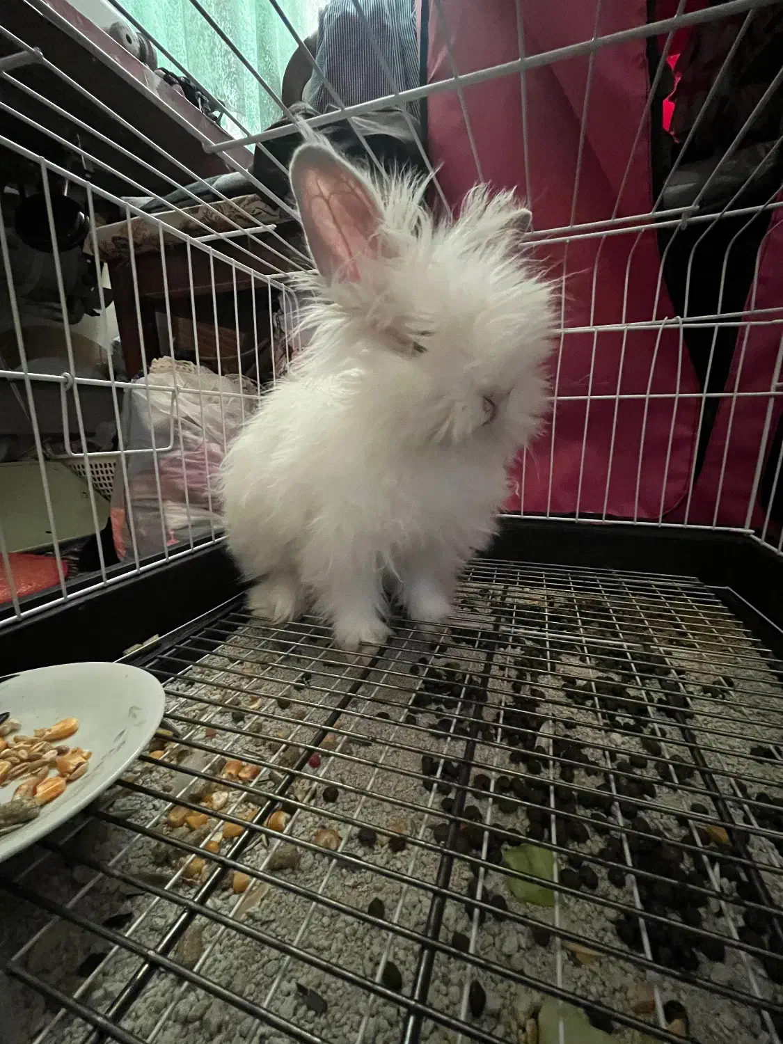 خرگوش موبلند آپارتمانی|موش و خرگوش|ابهر, |دیوار