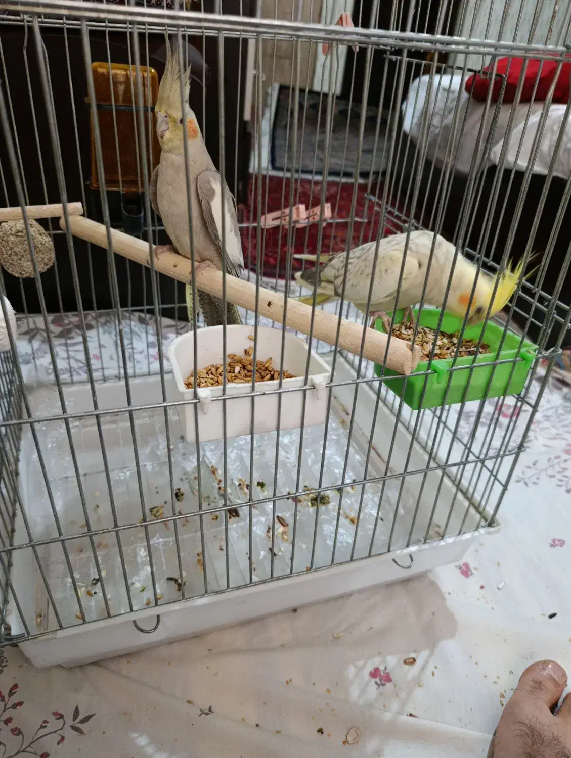 عروس هلندی نرو ماده شاه تخم 10عدد|پرنده|ری, تقی آباد|دیوار