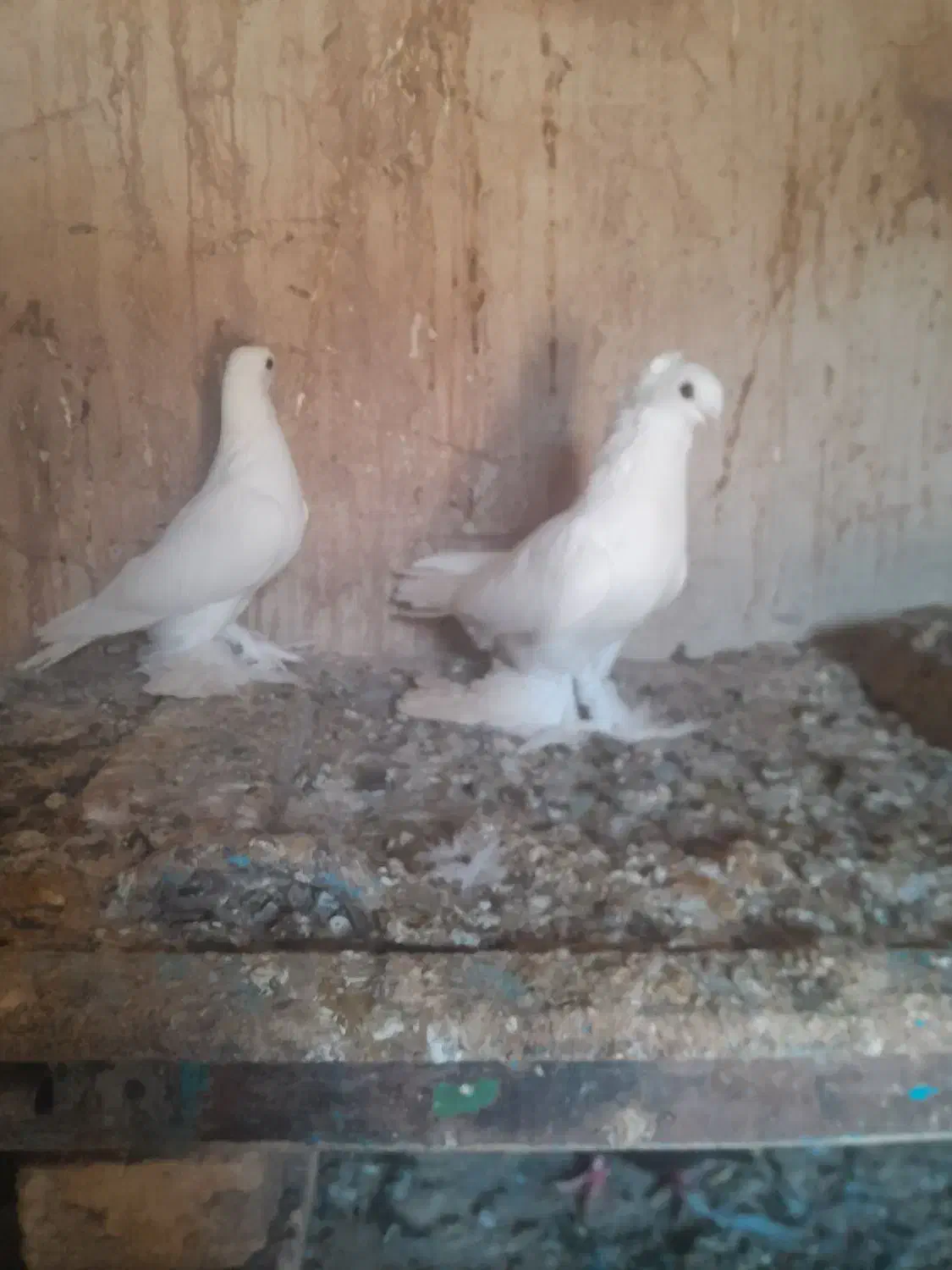 کبوتر|پرنده|یامچی, |دیوار