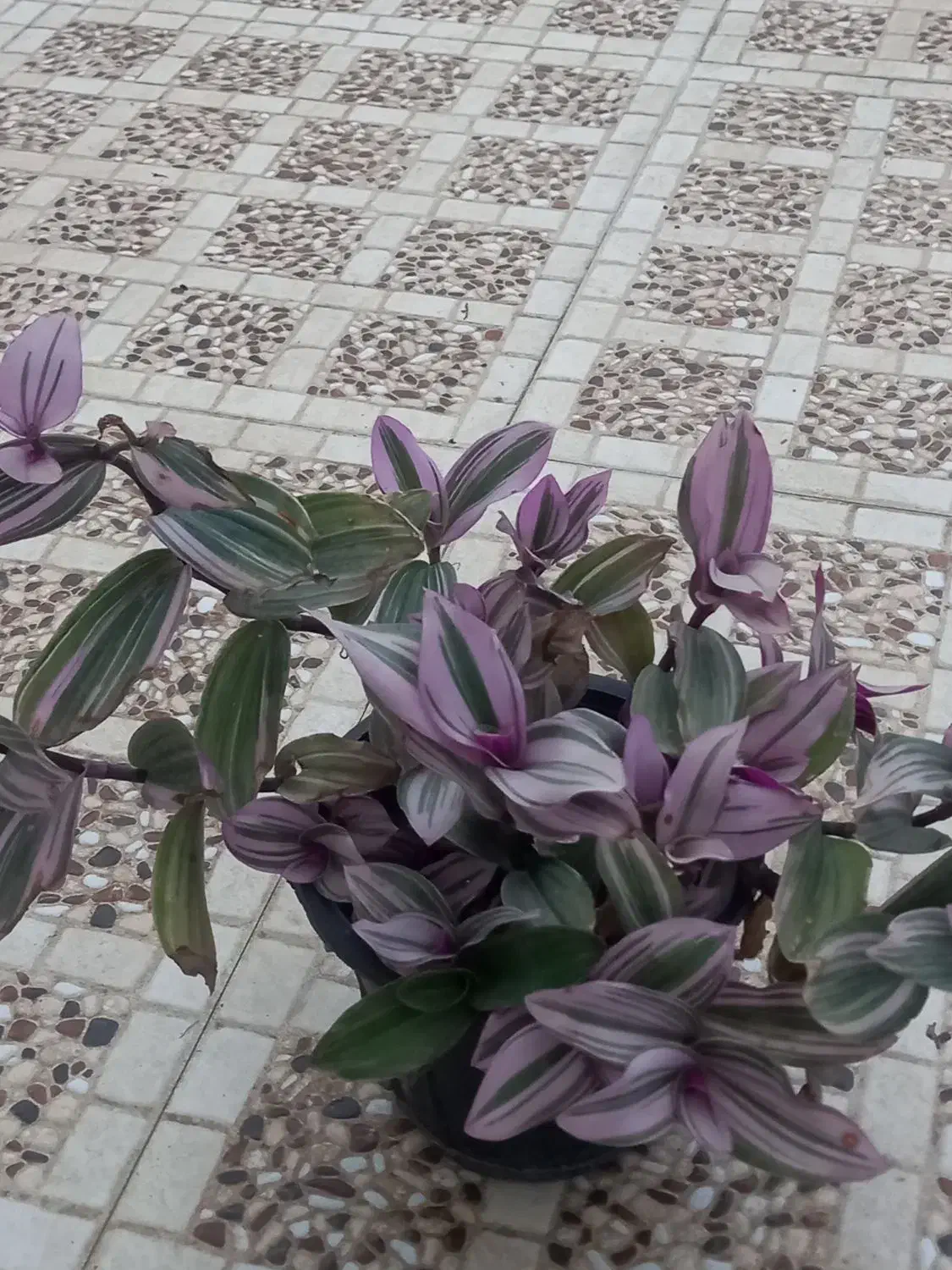 تعدادی گلهای زیبا به فروش میرسد|گل و گیاه طبیعی|احمدسرگوراب, |دیوار