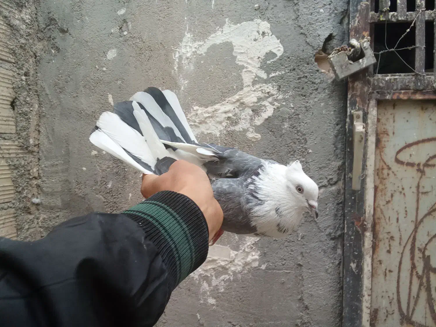 کفتر نر های نسل درست|پرنده|قم, زند آباد|دیوار