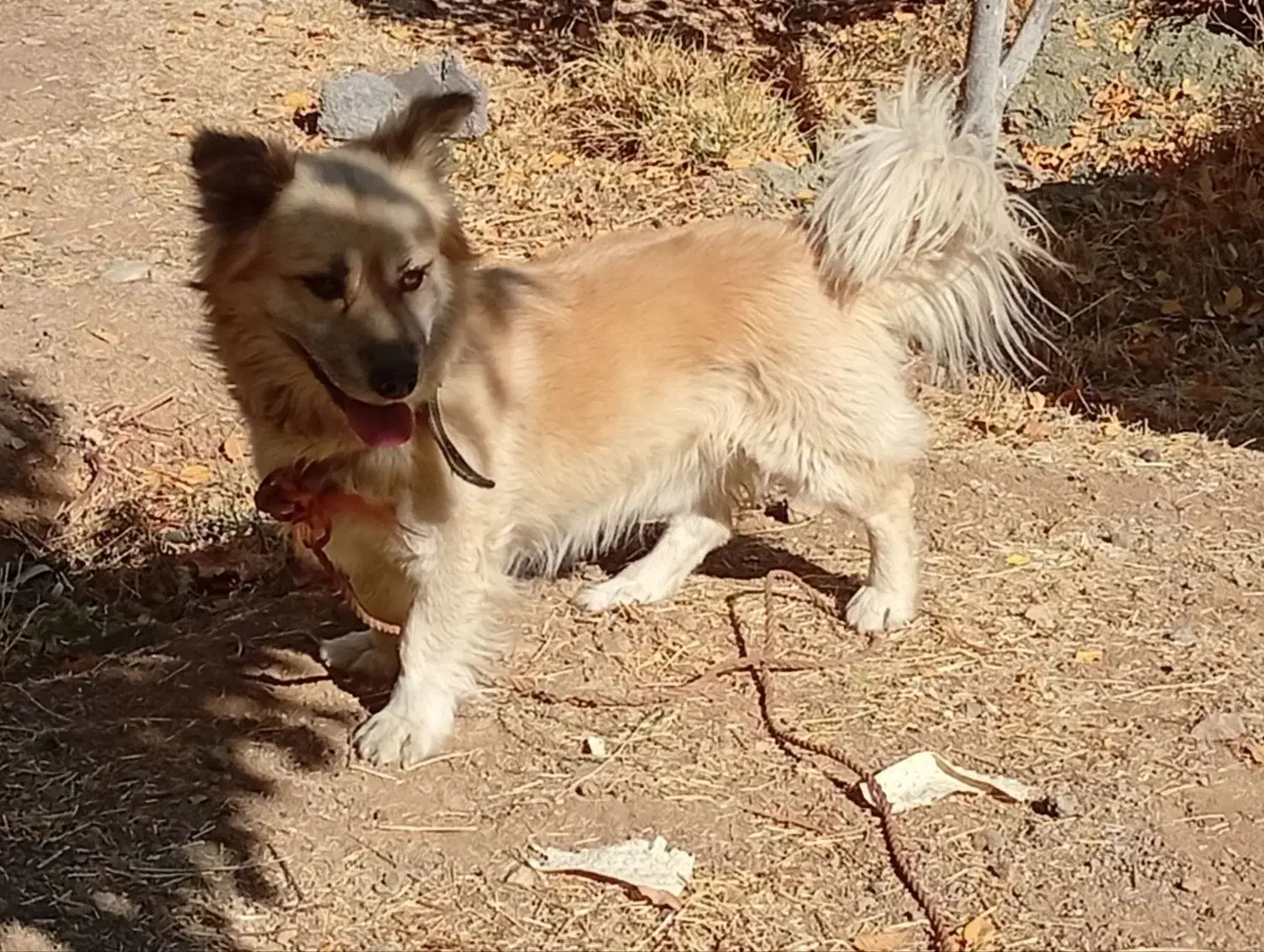 واگذاری سگ پا کوتاه|سگ|سنندج, |دیوار