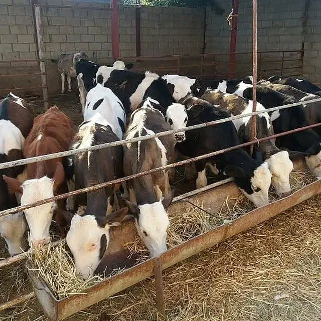 مرکز فروش دام|حیوانات مزرعه|بندر ترکمن, |دیوار