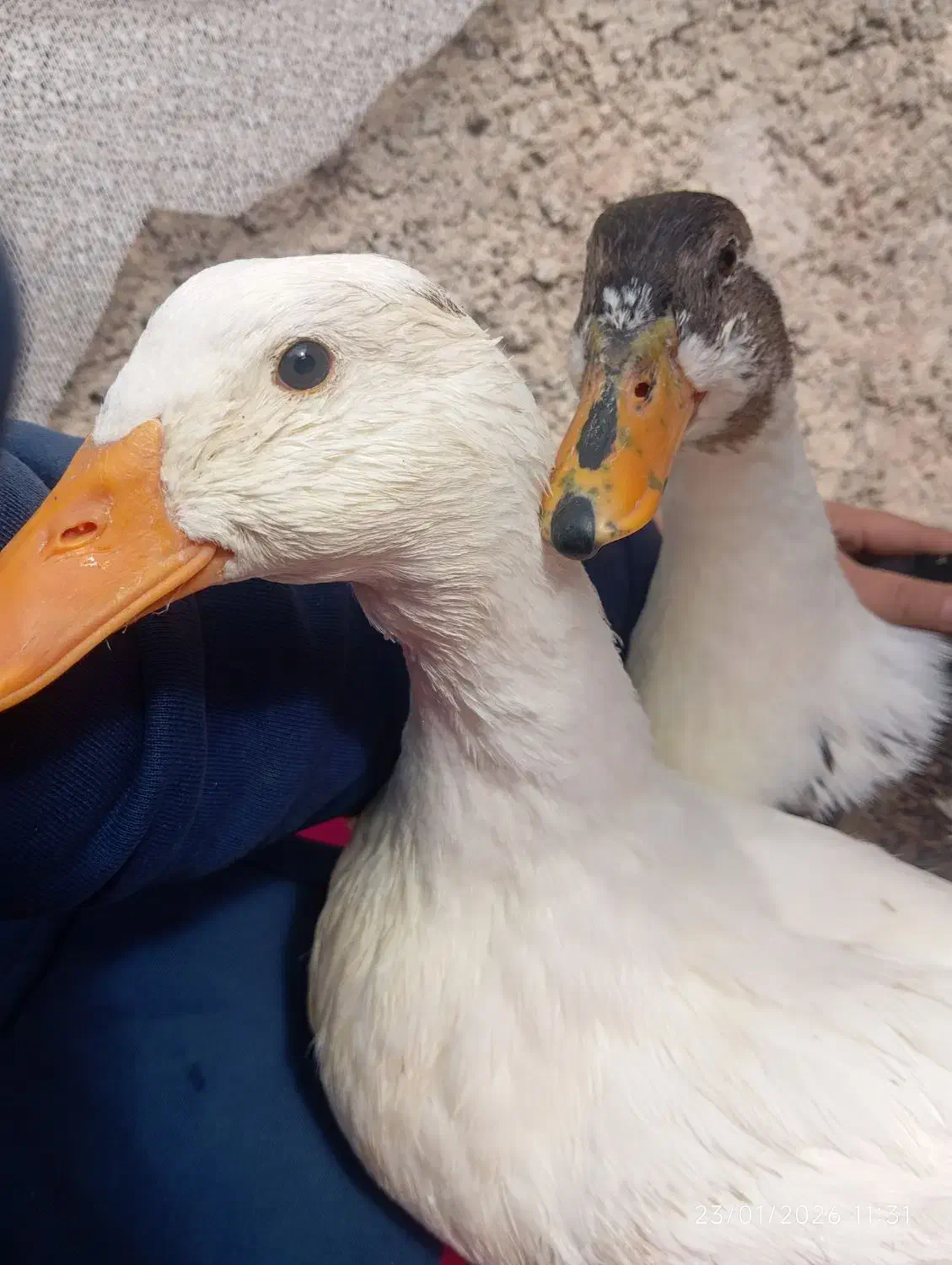 اردک|پرنده|مبارکه, |دیوار