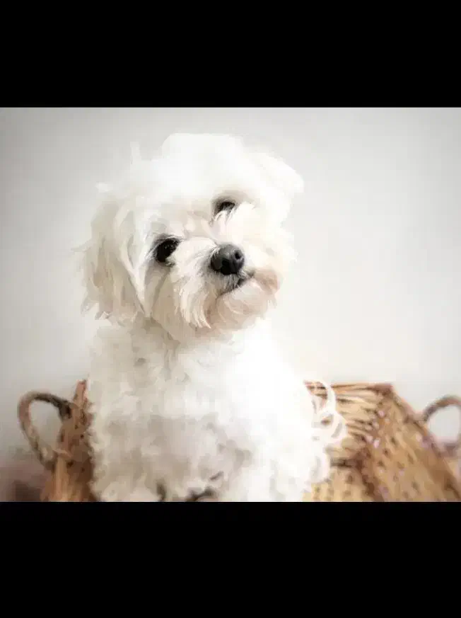 واگزاری سگ نژاد شیتزو میکس|سگ|خرمآباد, |دیوار