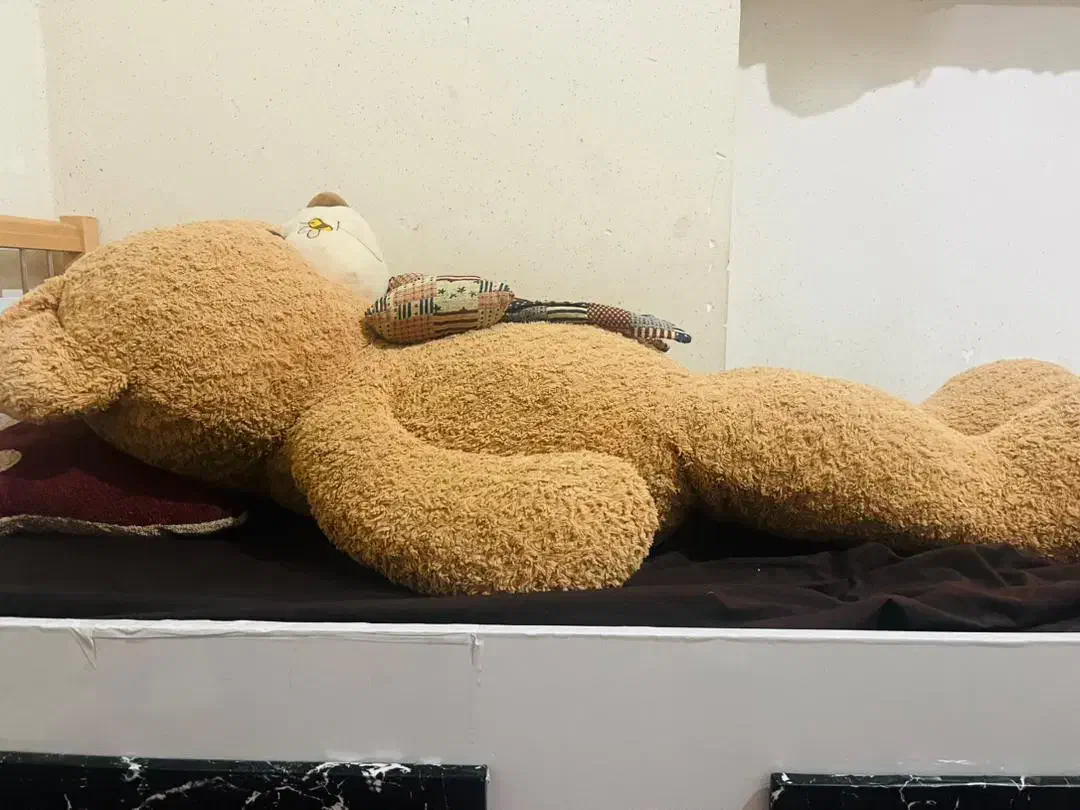 خرس بزرگ|اسباب‌بازی بچه|دهدشت, |دیوار