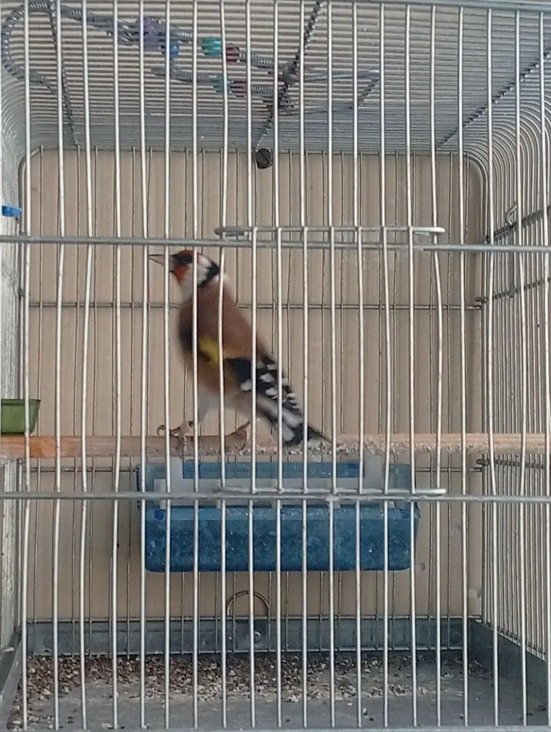 سهره و سهره قناری|پرنده|ملایر, |دیوار