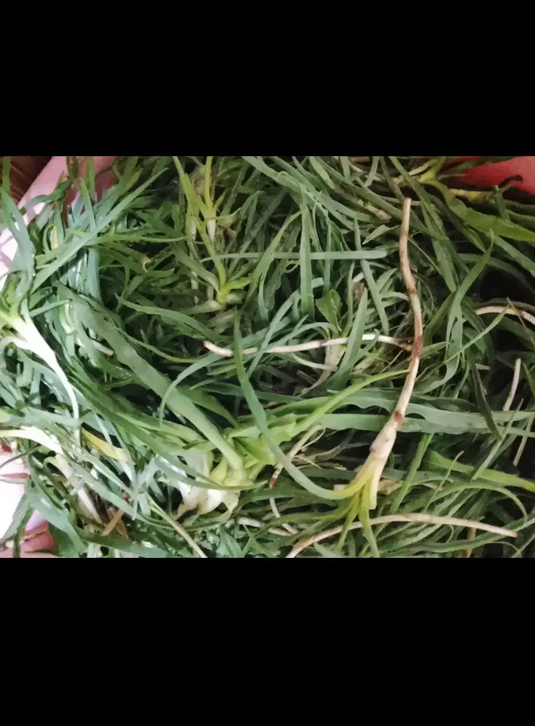 شنگ|خوردنی و آشامیدنی|کنگاور, |دیوار