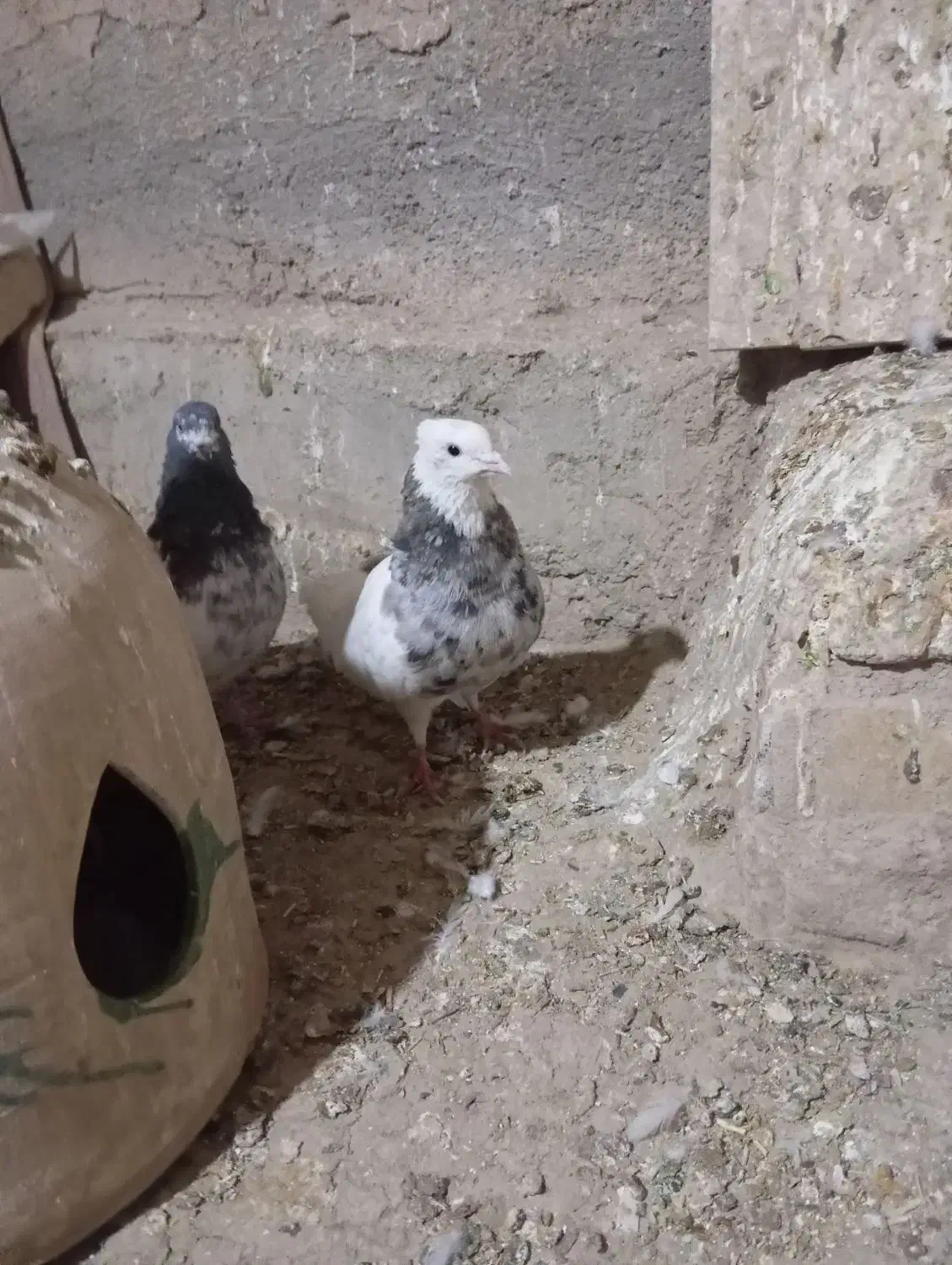 طوقی|پرنده|شراء, |دیوار