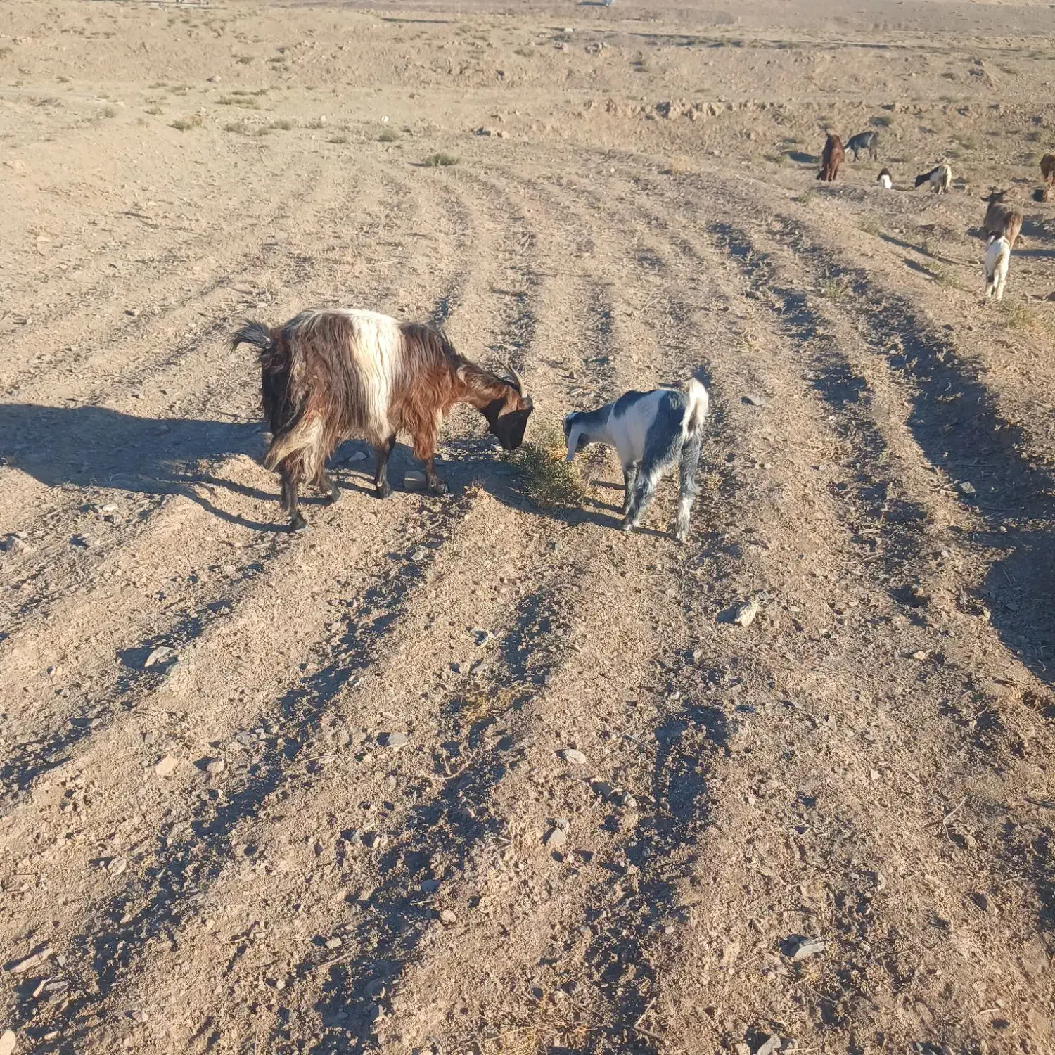 حیوانات خانگی|حیوانات مزرعه|نیمبلوک, |دیوار