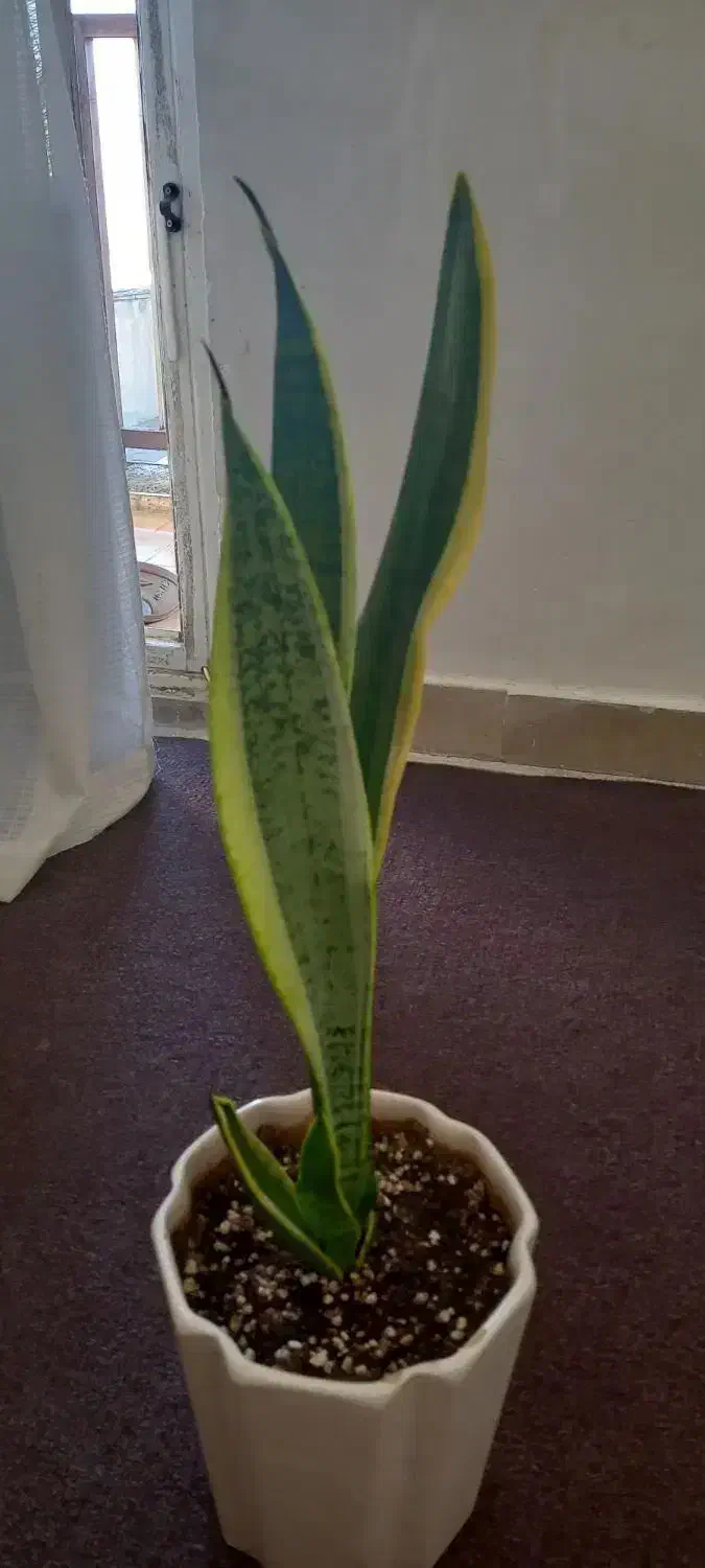 وسایل منزل|حراج|سنندج, |دیوار