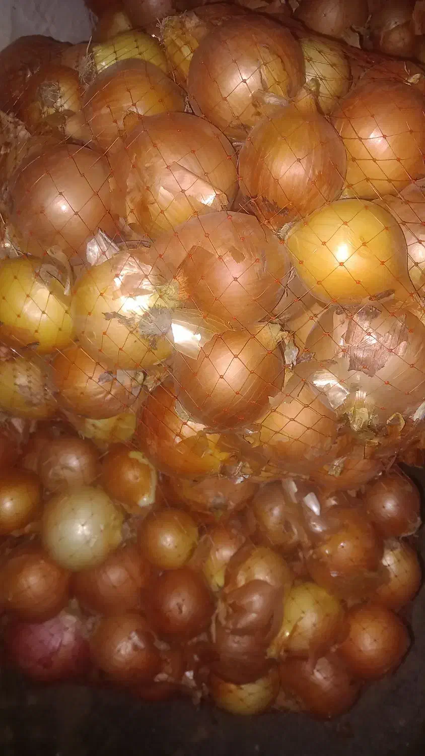 پیاز|عمدهفروشی|دورود, |دیوار