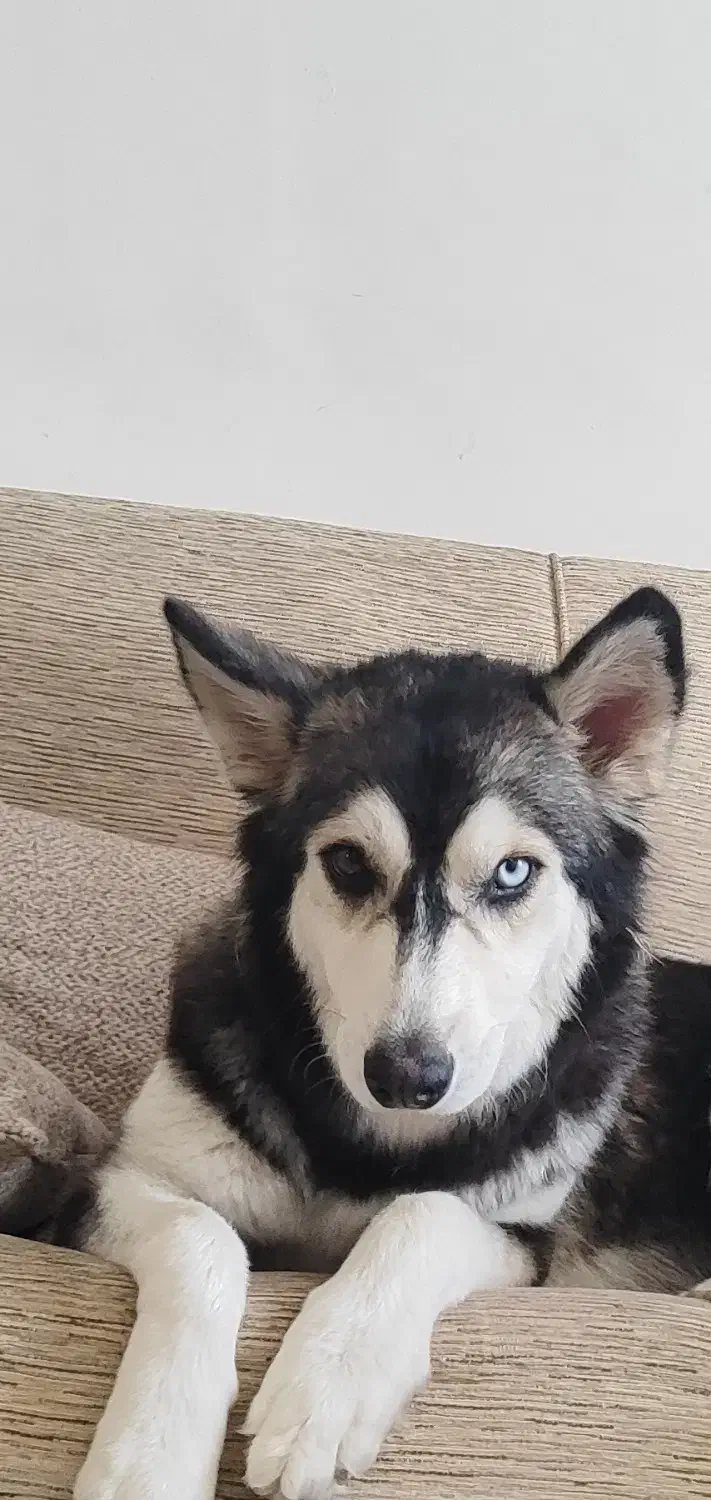 سگ هاسکی|سگ|محمدیه-قزوین, |دیوار