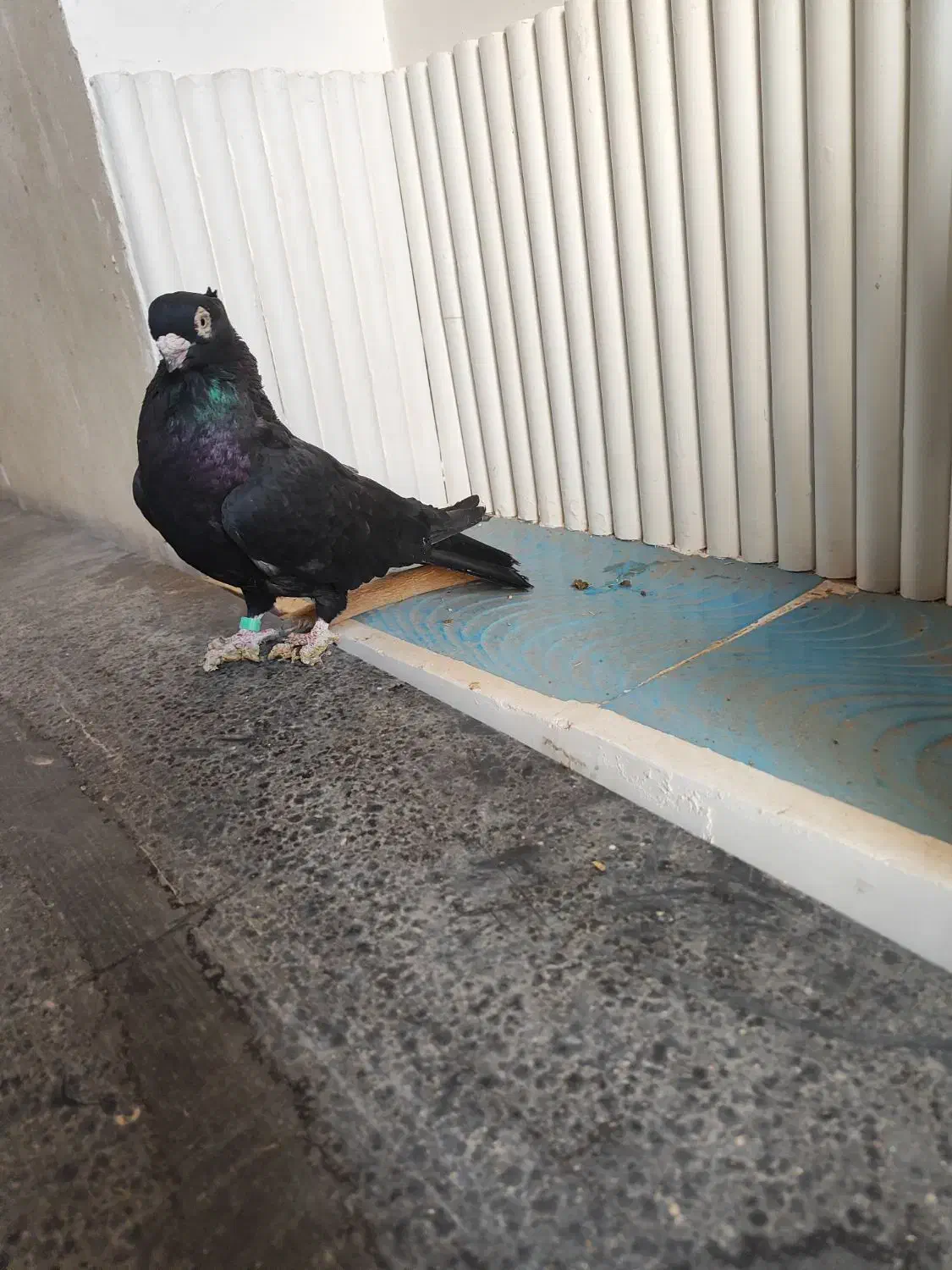 زاغ صرب|پرنده|تهران, فرحزاد|دیوار