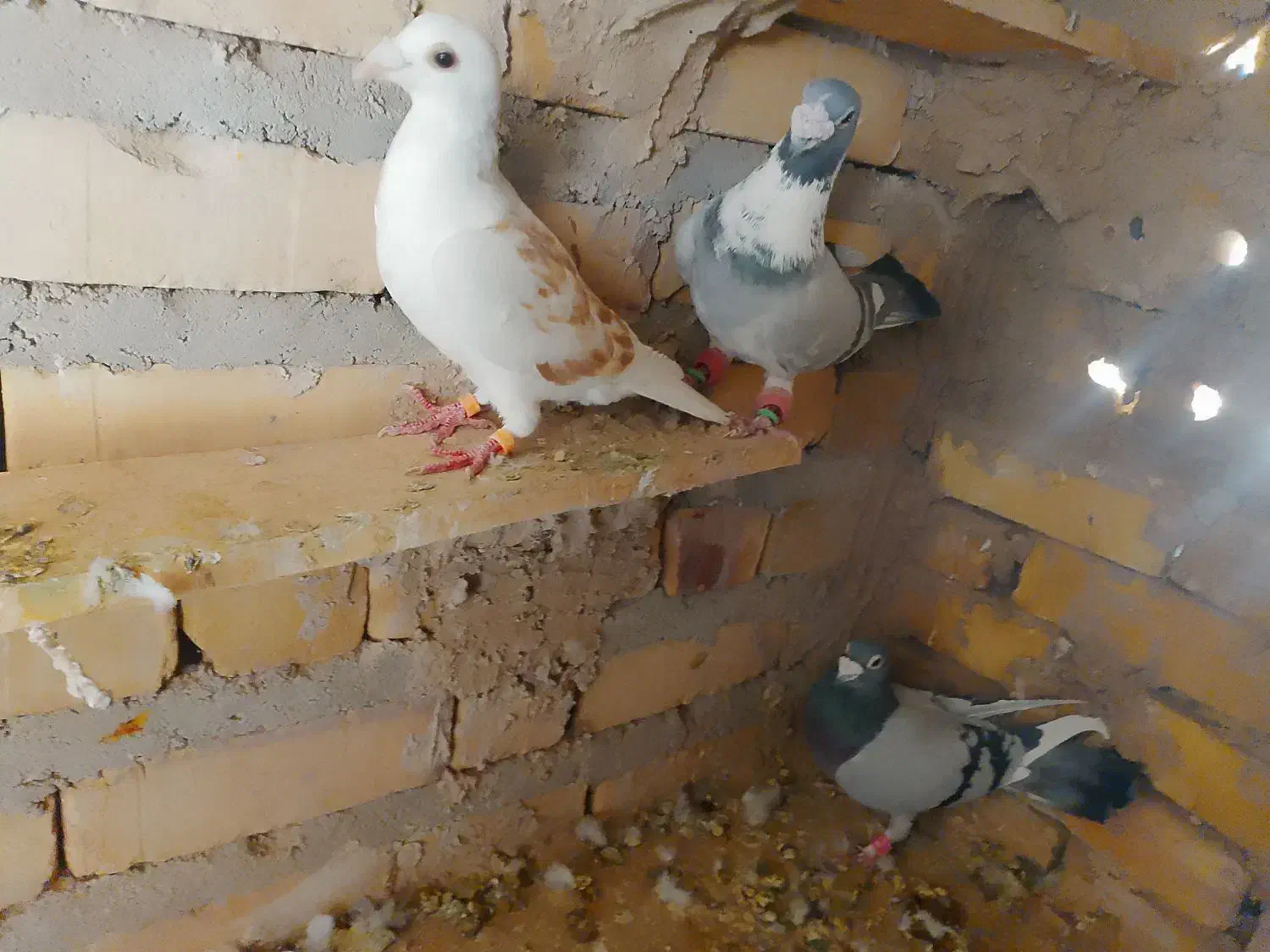 کفتر  آلمانی|پرنده|تایباد, |دیوار