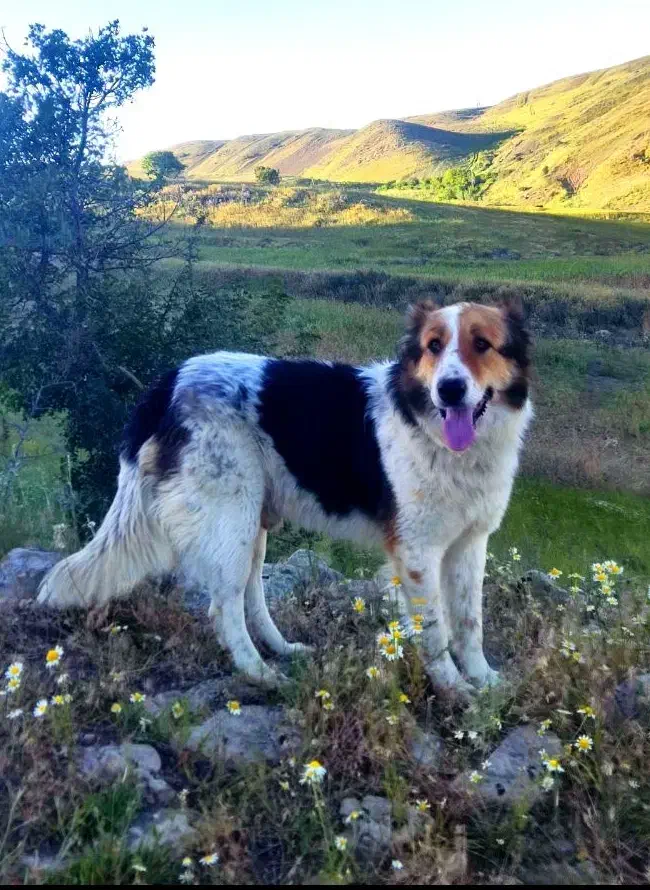 سگ گله|سگ|راز وجرگلان, |دیوار