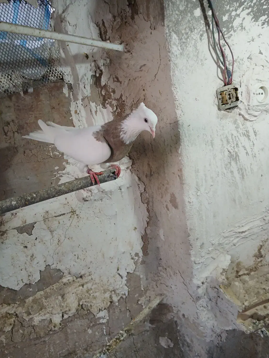 طوقی|پرنده|ماهیدشت, |دیوار