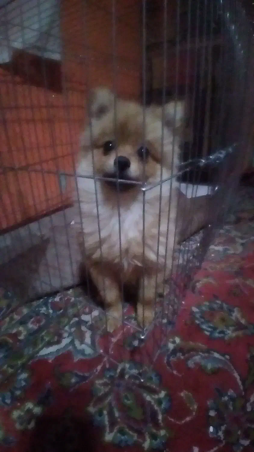 واگذاری پامرنین نر کوچیک سایز|سگ|کرمانشاه, |دیوار