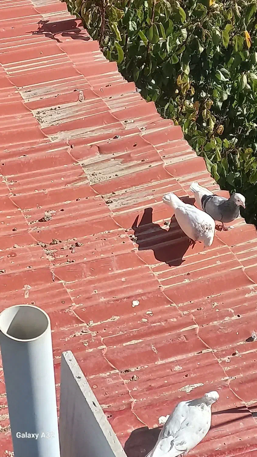 ۵تا کبوتر فروشی|پرنده|بجنورد, |دیوار