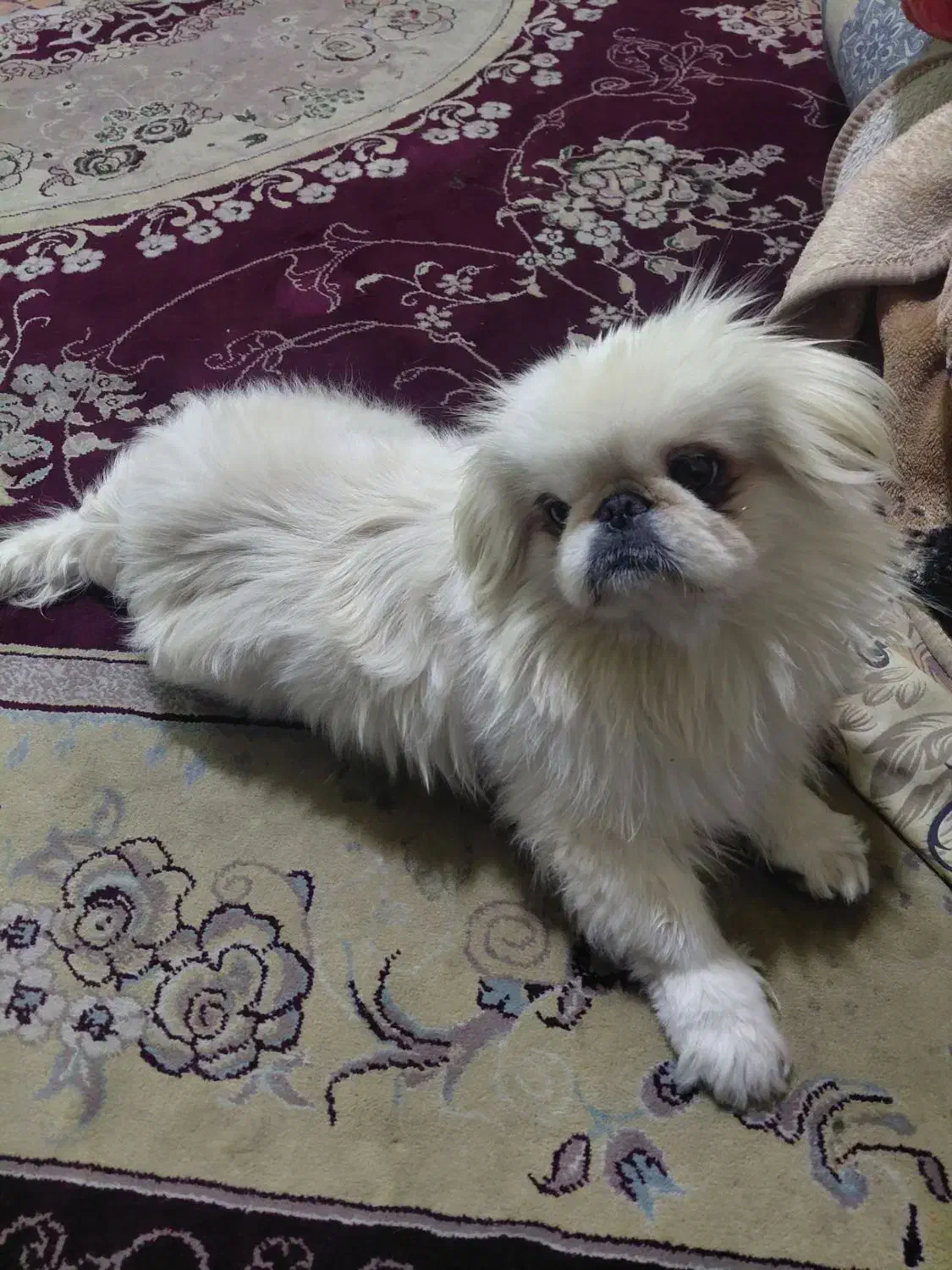 پیکینز|سگ|پاکدشت, پاکدشت (مامازند)|دیوار