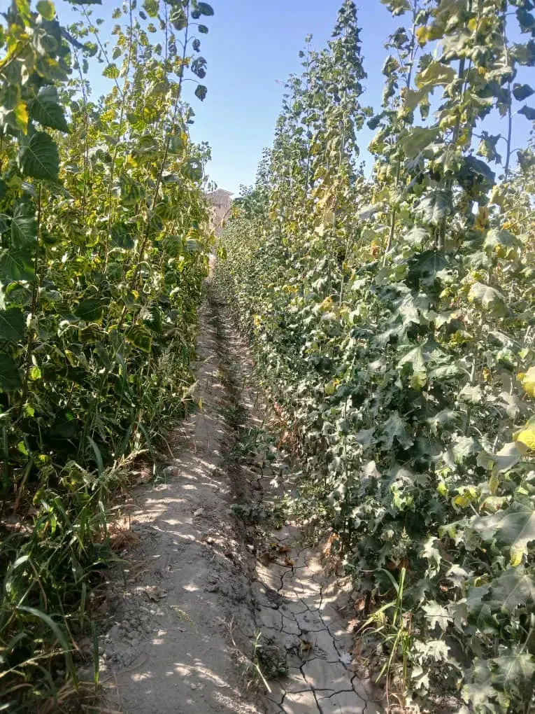 فروش نهال مثمر.زینتی.تجاری|خدمات باغبانی و درختکاری|فلاورجان, |دیوار