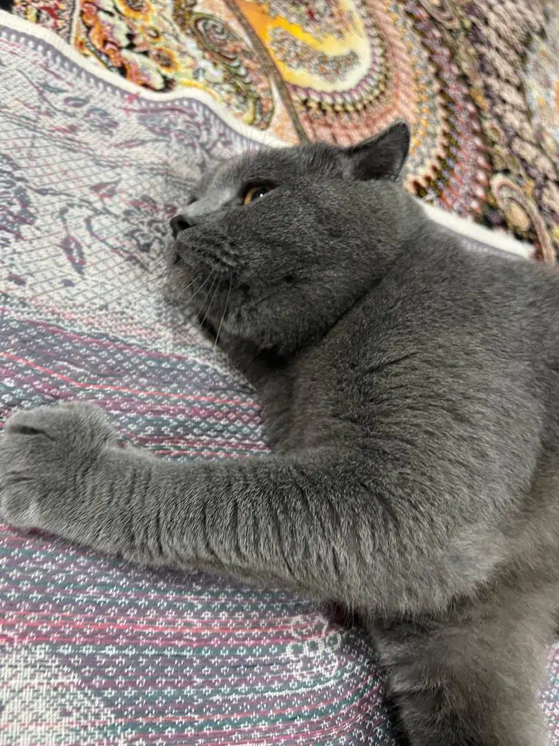 گربه بریتیش|گربه|محمودآباد, |دیوار