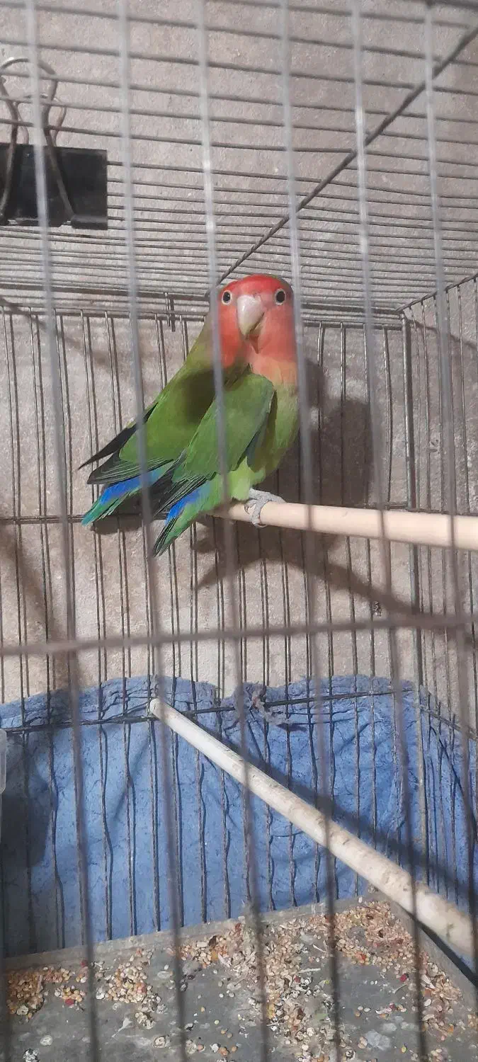 کتوله برزیلی نر وماده خوش رنگ|پرنده|فومن, |دیوار