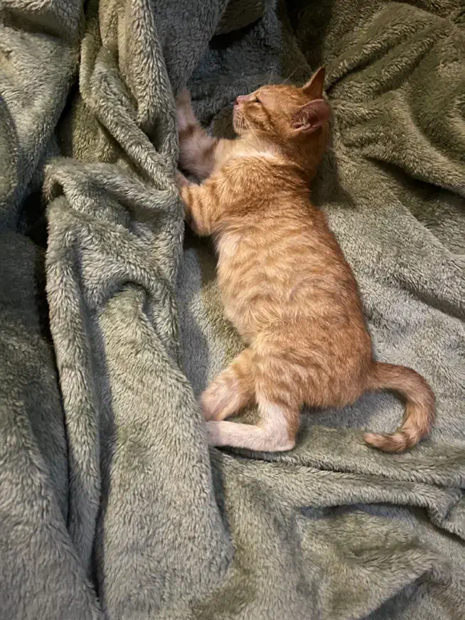 واگذاری گربه نر نارنجی|گربه|رشت, گلسار|دیوار