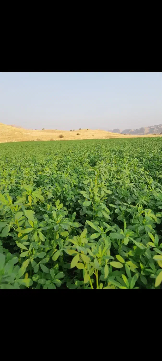 یونجه آخون|خدمات باغبانی و درختکاری|دهدشت, |دیوار