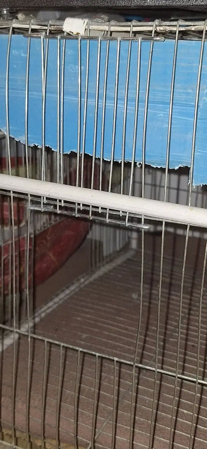 3عددقفس براعروس هلندی ومرغ عشق|لوازم جانبی حیوانات|ایذه, |دیوار