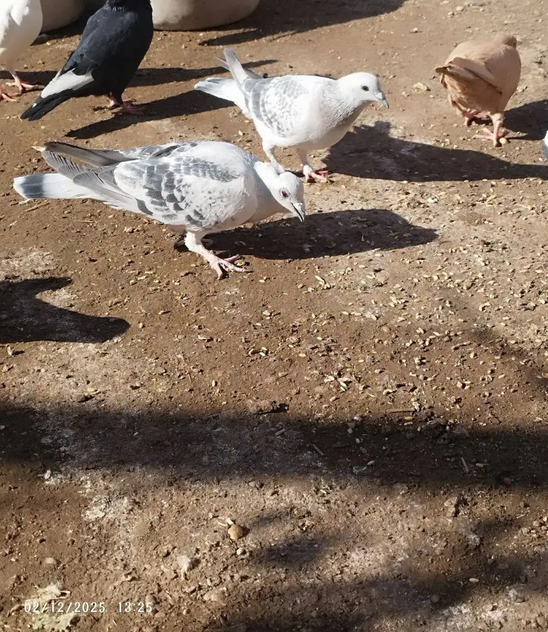 کفتر|پرنده|رفسنجان, |دیوار