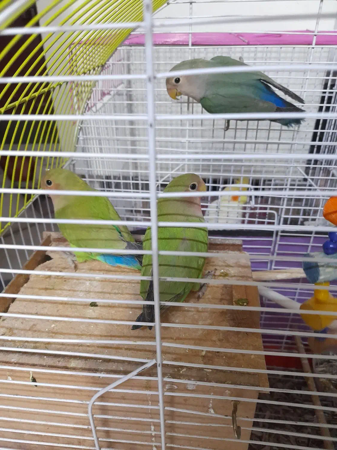 طوطی برزیلی|پرنده|فردیس, شهرک ارم|دیوار