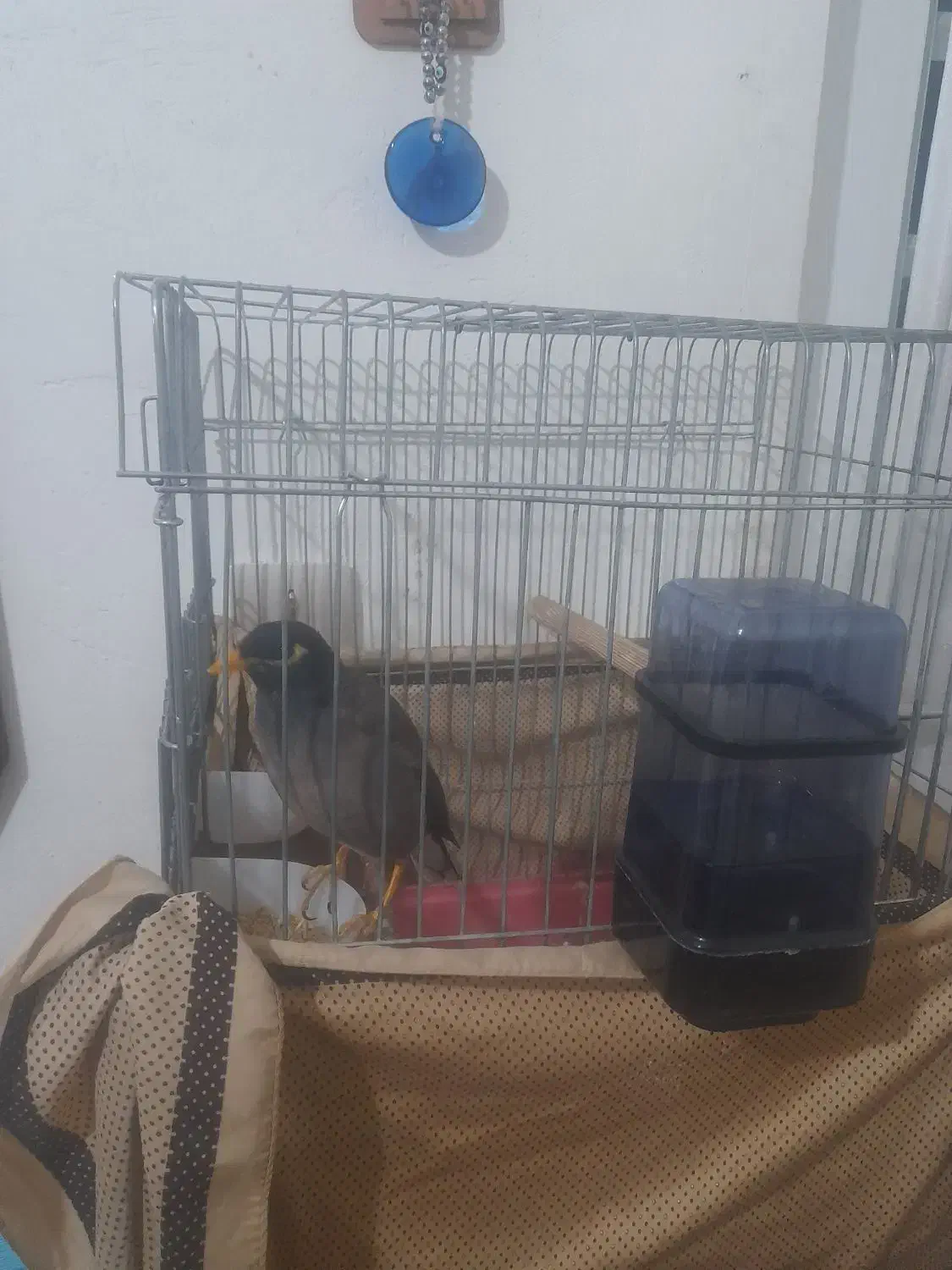 مرغ مینا|پرنده|کوهدشت, |دیوار