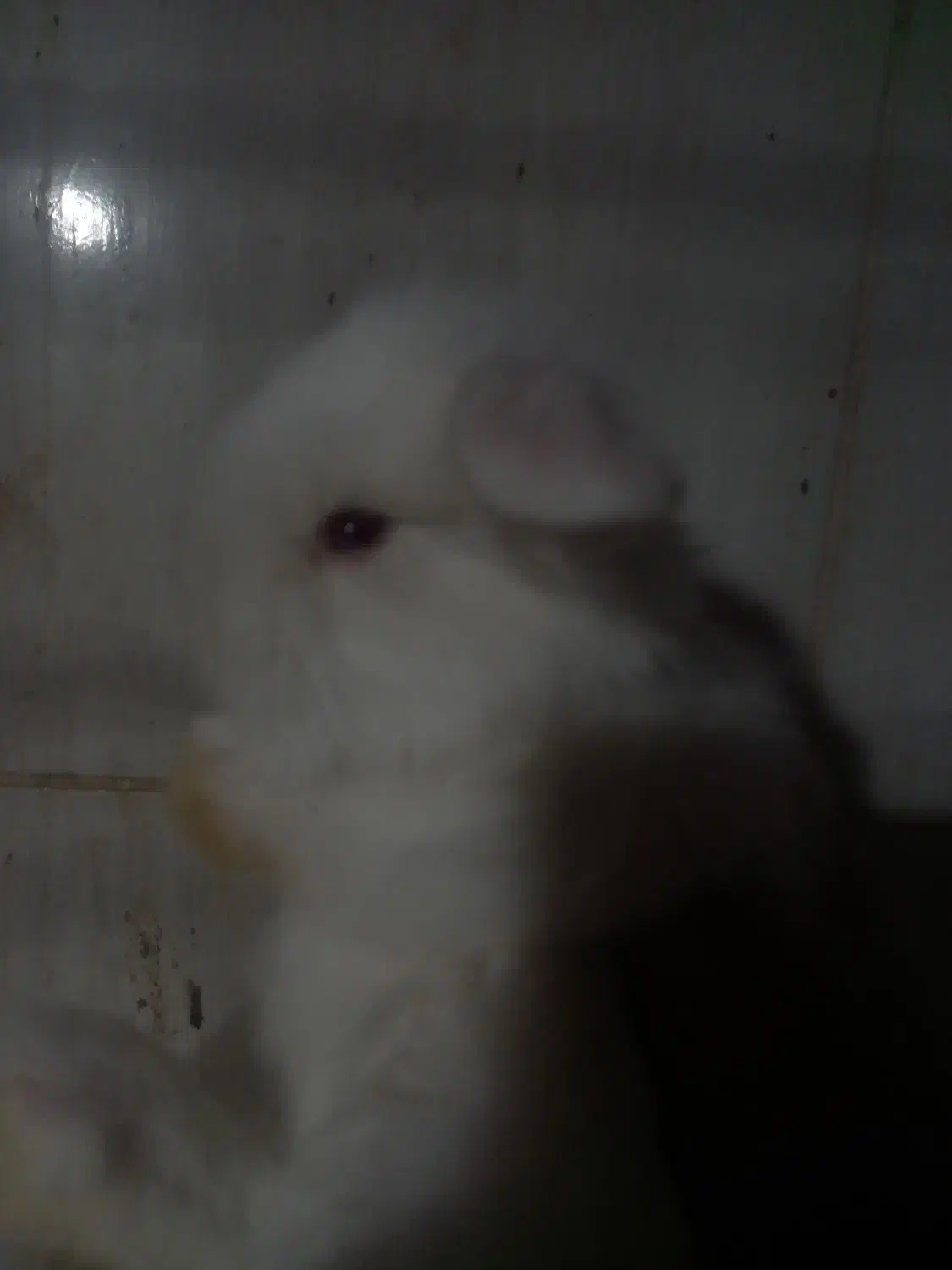 بچه خرگوشهای لوپ بازیگوش|موش و خرگوش|یزد, |دیوار