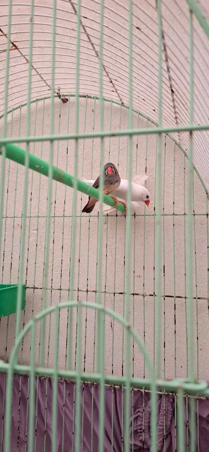 فنج جفت وتکی۱۰۰ هزار تومان|پرنده|تبریز, |دیوار