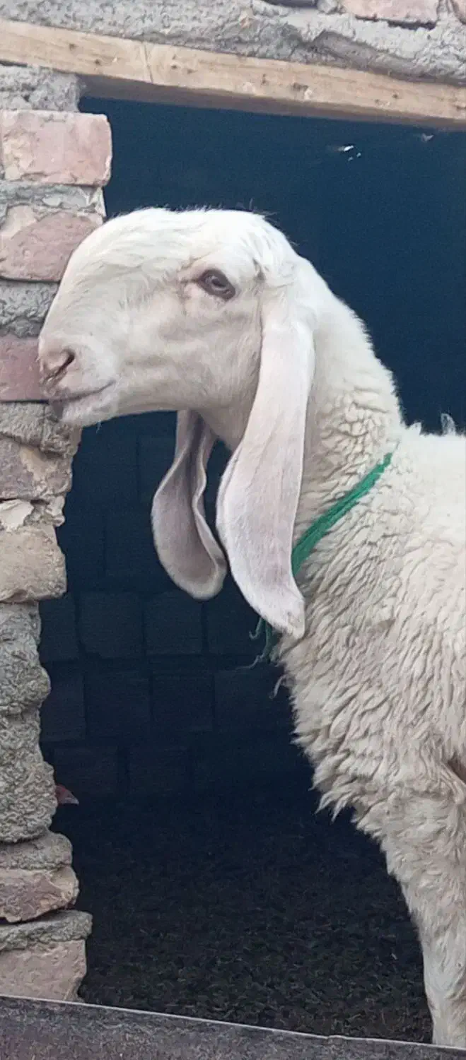 میش مری کاموریایی|حیوانات مزرعه|زابل, |دیوار