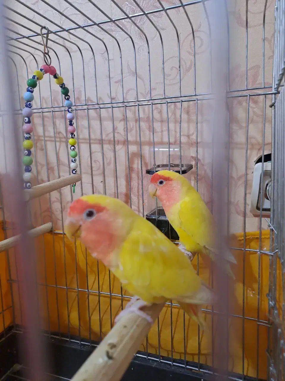 طوطی برزیلی|پرنده|هشتگرد, هیو|دیوار