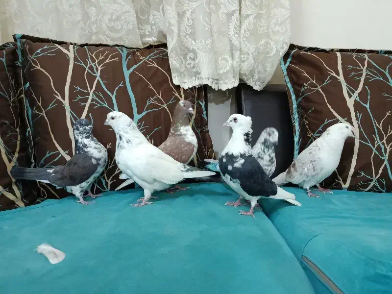 کفتر و کبوتر|پرنده|ری, شهادت|دیوار