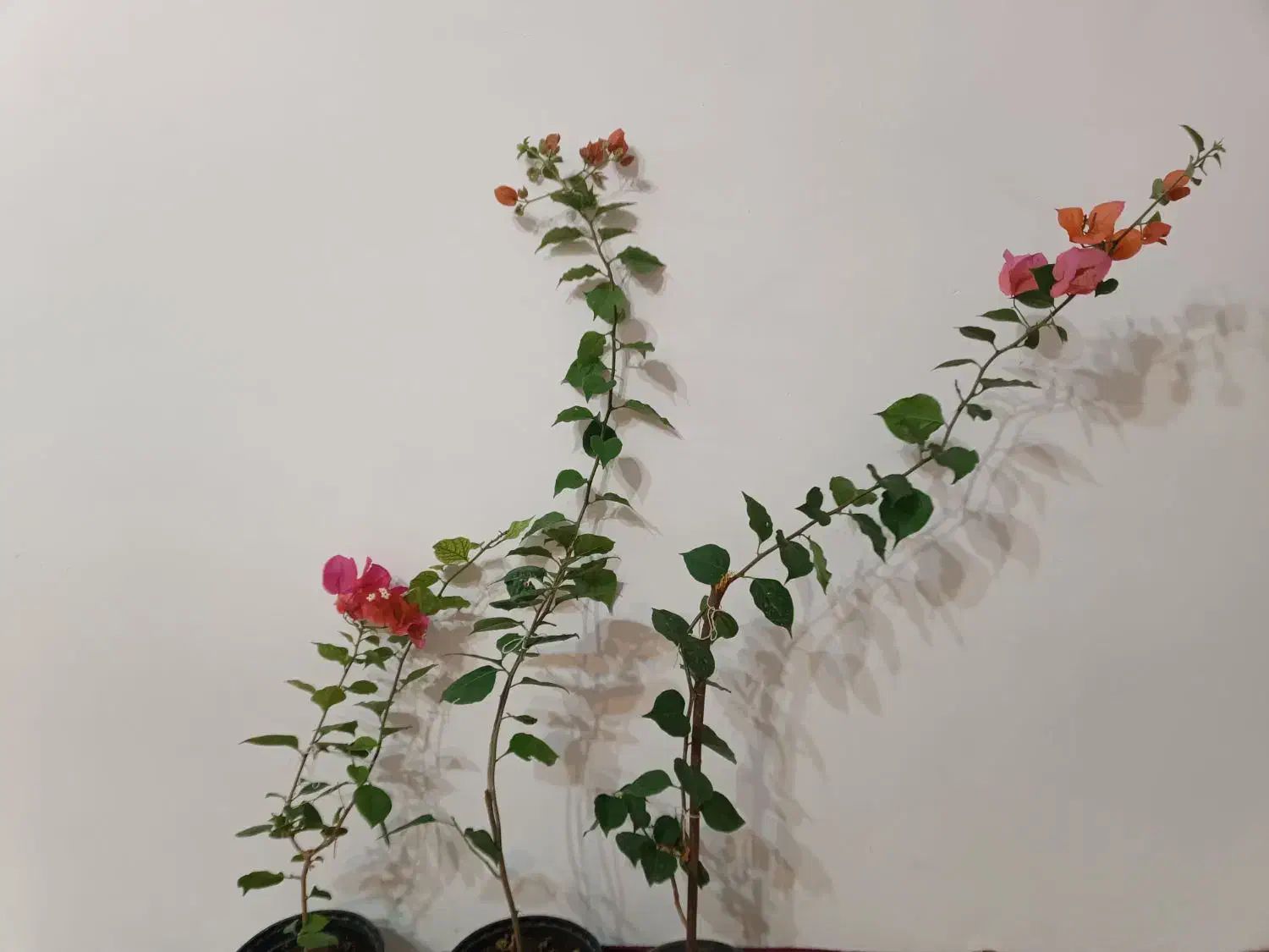 گل کاغذی های خوشرنگ و جوان|گل و گیاه طبیعی|مراغه, |دیوار