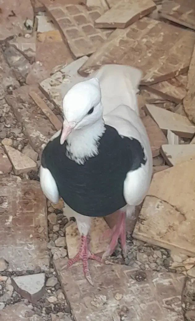 طوقی زرد و سیاه ماده ۷ بند|پرنده|خرمشهر, |دیوار