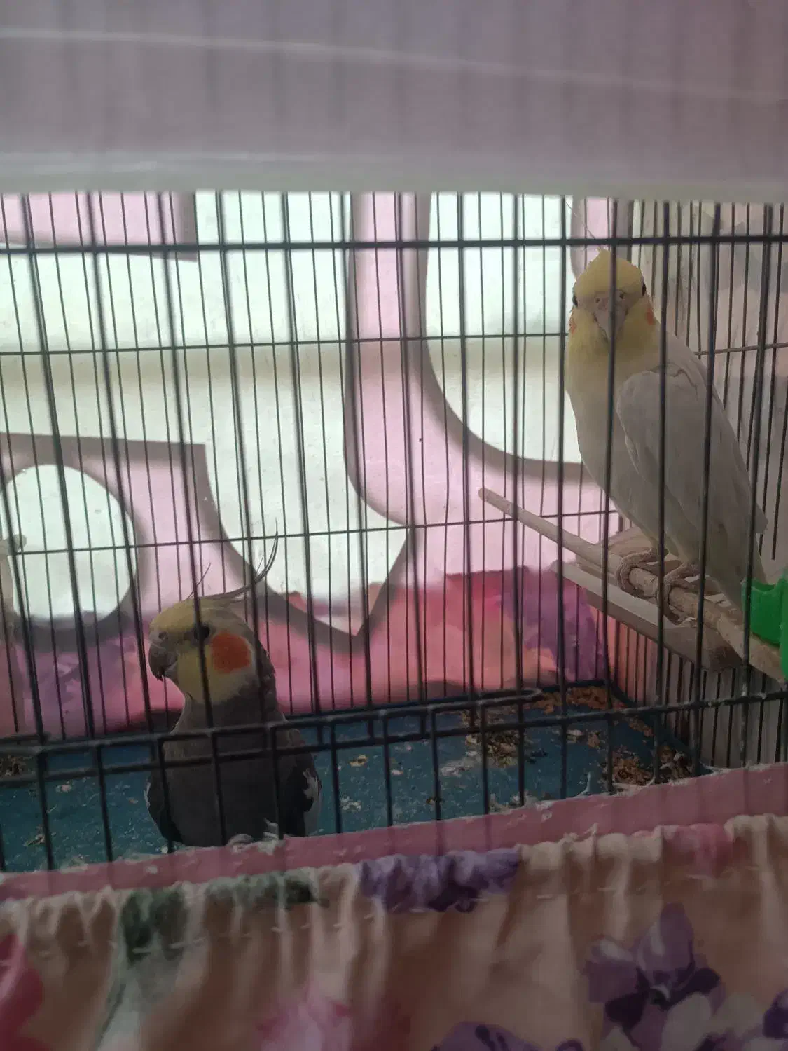 عروس هلندی جفت|پرنده|مراغه, |دیوار