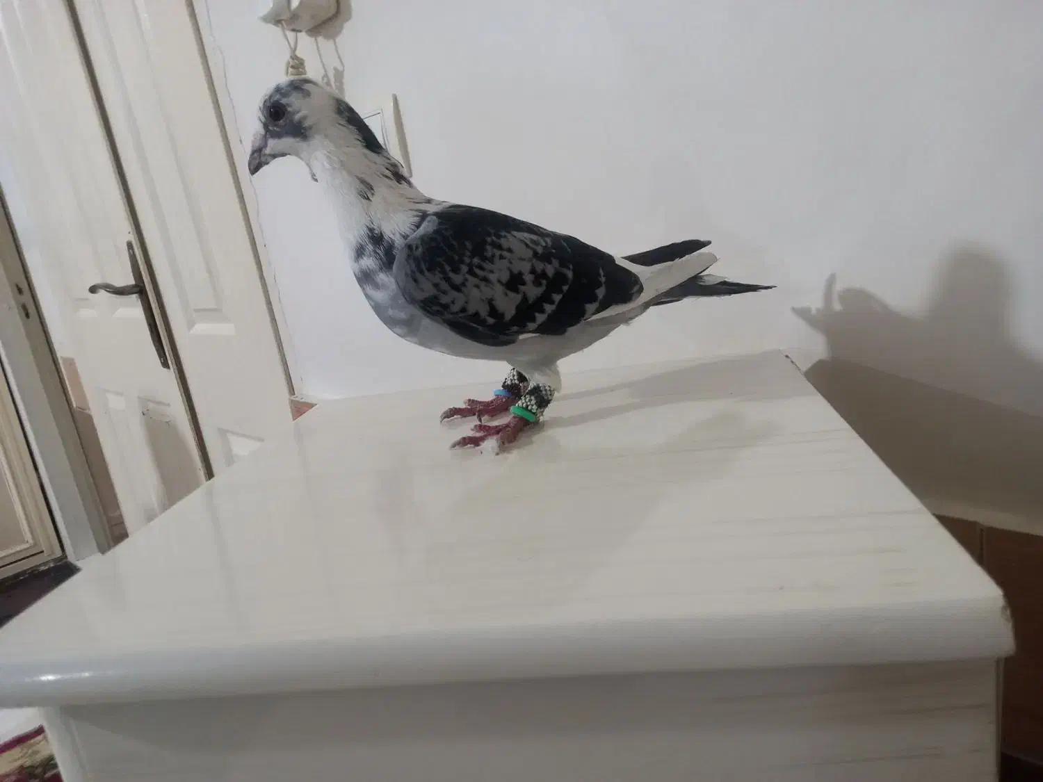 قره آلمانی نر درجه یک|پرنده|تربت‌حیدریه, رضاشهر|دیوار