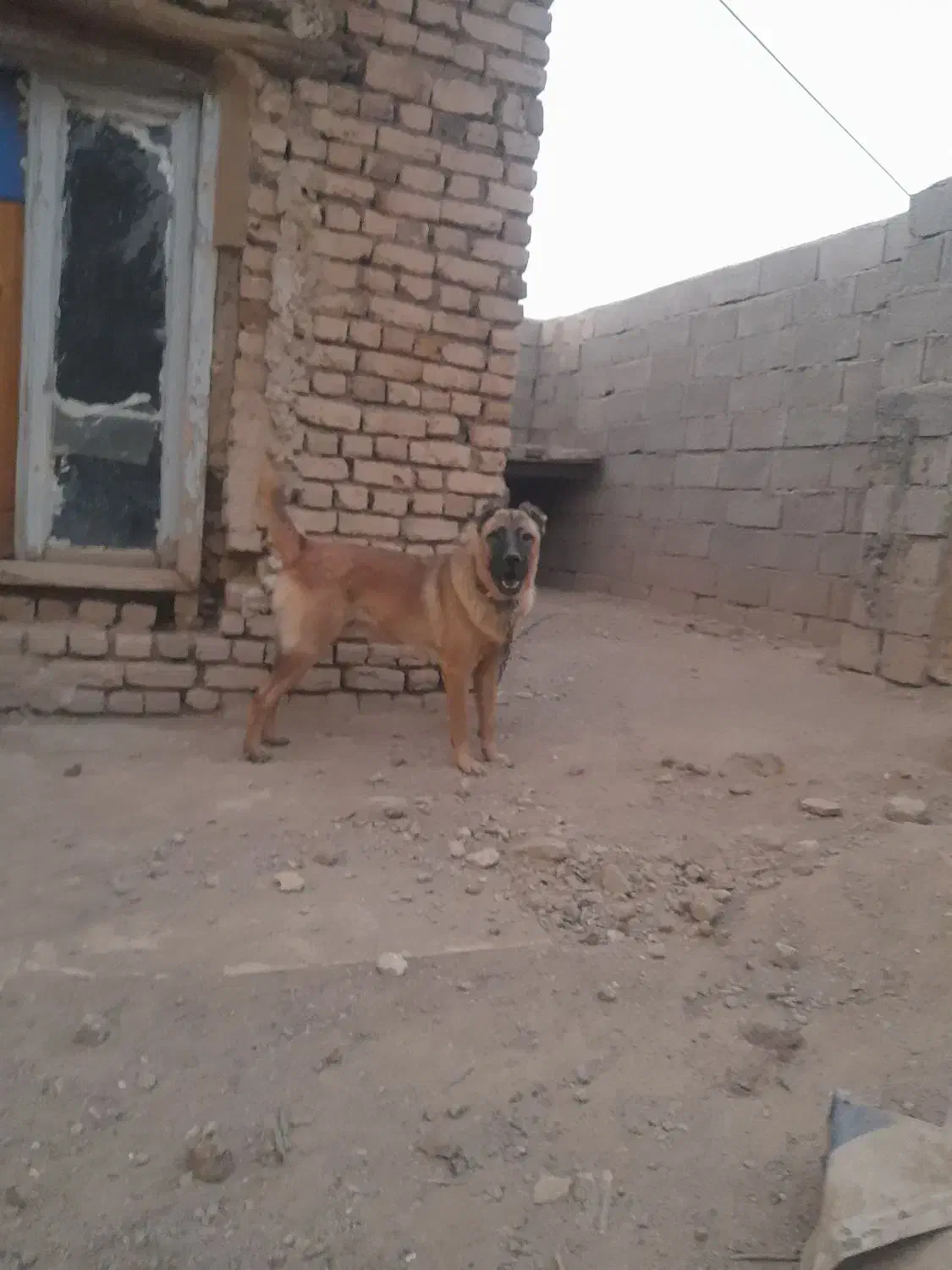 سگ محلی|خدمات آموزشی|رزن, |دیوار