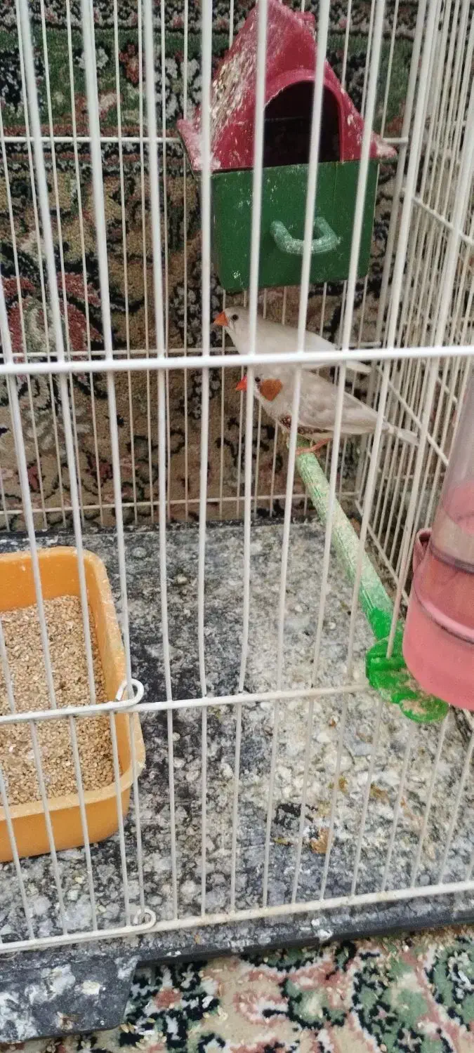 فنچ|پرنده|تربت جام, معدآباد|دیوار